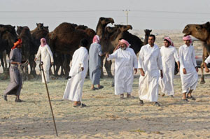 Низодан туялар нобуд бўлди